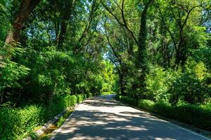 Asphalt road among the trees on a sunny day in the botanical garden. photo