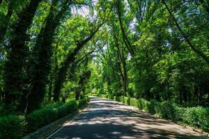 Asphalt road among the trees on a sunny day in the botanical garden. photo