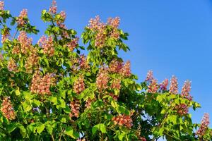 florecer árbol ramas con joven hojas iluminado por luz de sol en primavera. foto