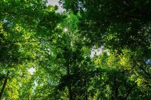 The sun breaks through the branches and leaves of trees on a sunny day in the botanical garden. photo