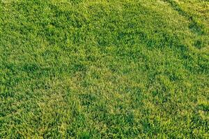 Texture of green grass on the lawn. Natural abstract background. photo