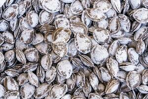 The texture of a pile of apricot kernels in the shell. Background of healthy plant vegan food. Nuts. photo