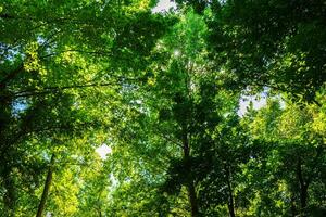 The sun breaks through the branches and leaves of trees on a sunny day in the botanical garden. photo