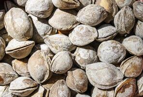 The texture of a pile of apricot kernels in the shell. Background of healthy plant vegan food. Nuts. photo