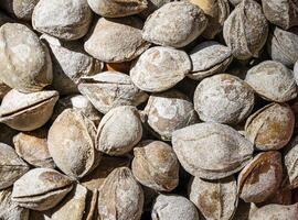 The texture of a pile of apricot kernels in the shell. Background of healthy plant vegan food. Nuts. photo