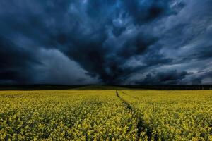 An approaching thunderstorm in a flowering rapeseed field. photo