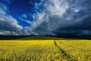 An approaching thunderstorm in a flowering rapeseed field. photo
