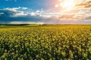 Sunbeams breaking through the clouds in a rapeseed field. photo