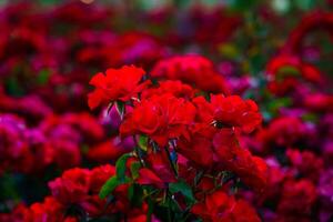 Large bush of blooming red roses in the garden. photo