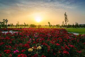 ciudad parque en temprano verano o primavera con rojo floreciente rosas en un primer plano y nublado cielo en un puesta de sol o amanecer a Hora de verano. foto