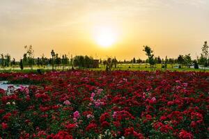 ciudad parque en temprano verano o primavera con rojo floreciente rosas en un primer plano y nublado cielo en un puesta de sol o amanecer a Hora de verano. foto