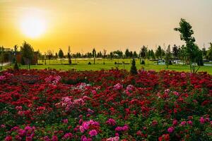 ciudad parque en temprano verano o primavera con rojo floreciente rosas en un primer plano y nublado cielo en un puesta de sol o amanecer a Hora de verano. foto