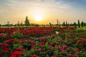 ciudad parque en temprano verano o primavera con rojo floreciente rosas en un primer plano y nublado cielo en un puesta de sol o amanecer a Hora de verano. foto