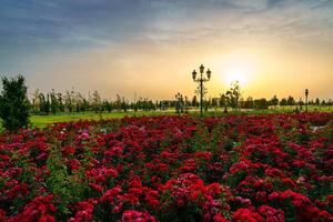 City park in early summer or spring with red blooming roses on a foreground and cloudy sky on a sunset or sunrise at summertime. photo