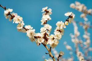 Cherry blossom branches illuminated by sunlight in spring. photo