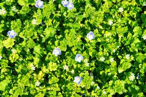 modelo de pequeño primavera flores silvestres iluminado por el Dom. natural antecedentes. foto