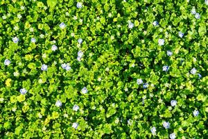 Pattern of small spring wildflowers illuminated by the sun. Natural background. photo