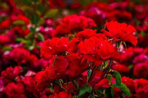 Large bush of blooming red roses in the garden. photo