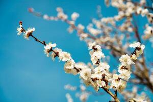 Cherry blossom branches illuminated by sunlight in spring. photo