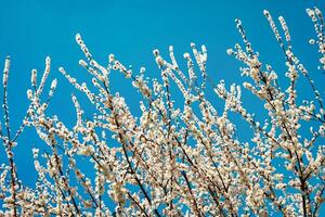 Cherry blossom branches illuminated by sunlight in spring. photo