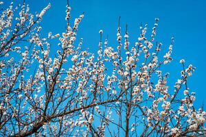 Cherry blossom branches illuminated by sunlight in spring. photo