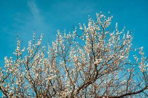 Cherry blossom branches illuminated by sunlight in spring. photo