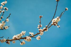 Cherry blossom branches illuminated by sunlight in spring. photo