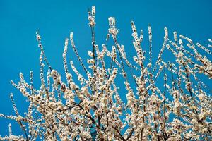 Cherry blossom branches illuminated by sunlight in spring. photo