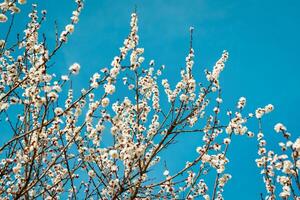 Cherry blossom branches illuminated by sunlight in spring. photo