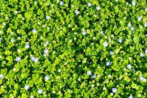 Pattern of small spring wildflowers illuminated by the sun. Natural background. photo