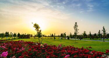 City park in early summer or spring with red blooming roses on a foreground and cloudy sky on a sunset or sunrise at summertime. photo