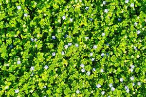 modelo de pequeño primavera flores silvestres iluminado por el Dom. natural antecedentes. foto