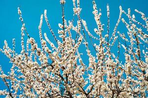 Cherry blossom branches illuminated by sunlight in spring. photo