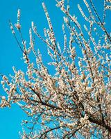 Cereza florecer ramas iluminado por luz de sol en primavera. foto