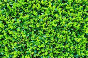 Plant with green leaves natural pattern. Abstract background. Landscaping. photo