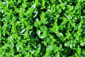 Plant with green leaves natural pattern. Abstract background. Landscaping. photo