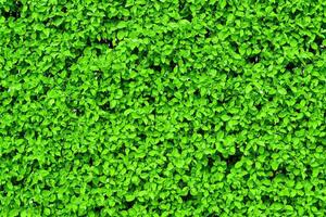 Decorative wall from a plant with green leaves. Natural pattern. Abstract background. Landscaping. photo