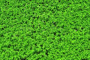 Decorative wall from a plant with green leaves. Natural pattern. Abstract background. Landscaping. photo