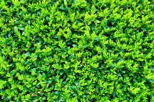 Plant with green leaves natural pattern. Abstract background. Landscaping. photo