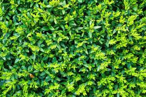 Plant with green leaves natural pattern. Abstract background. Landscaping. photo