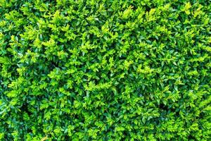 Plant with green leaves natural pattern. Abstract background. Landscaping. photo