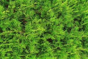 Background from decorative juniper. Ornamental plant. Landscaping. photo