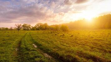 Sunset or dawn in a field with green grass and willows in the background. Early summer or spring. photo
