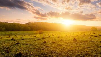 Sunset or dawn in a field with green grass and willows in the background. Early summer or spring. photo