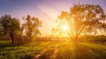 Scene of beautiful sunset or sunrise at early summer or spring field with willow trees and grass. photo