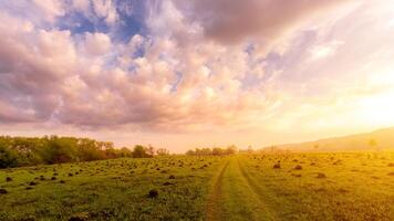 Sunset or dawn in a field with green grass and willows in the background. Early summer or spring. photo