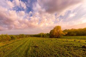 Sunset or dawn in a field with green grass and willows in the background. Early summer or spring. photo