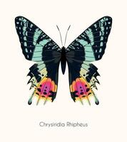 Illustration of high detailed tropical butterfly isolated on neutral background vector