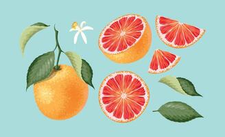 Set of grapefruit, the whole fruit, slices, leaves and flower in realistic style vector