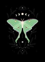 Illustration of high detailed moon moth and moon cycle vector